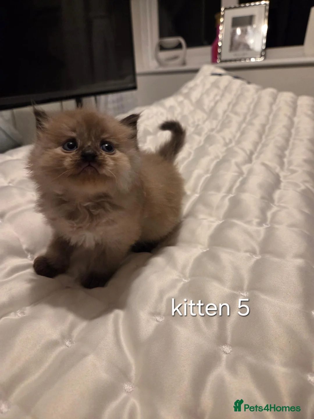 Ragdoll cats for sale: 7 beautiful ragdoll kittens available ♥️  - Advert 1