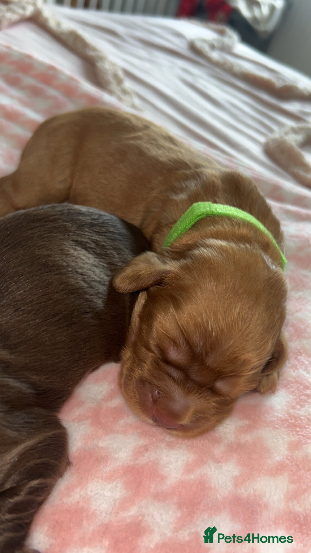 Cocker Spaniel dogs for sale: Gorgeous cocker spaniel pups(ONLY 1 REMAINING)  - Advert 11