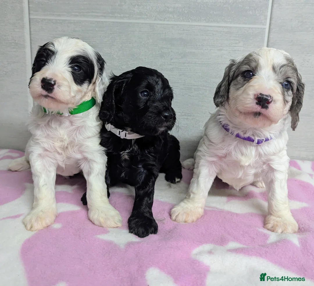 Cockapoo dogs for sale: Merle and Parti fully DNA health tested cockapoos  - Advert 18