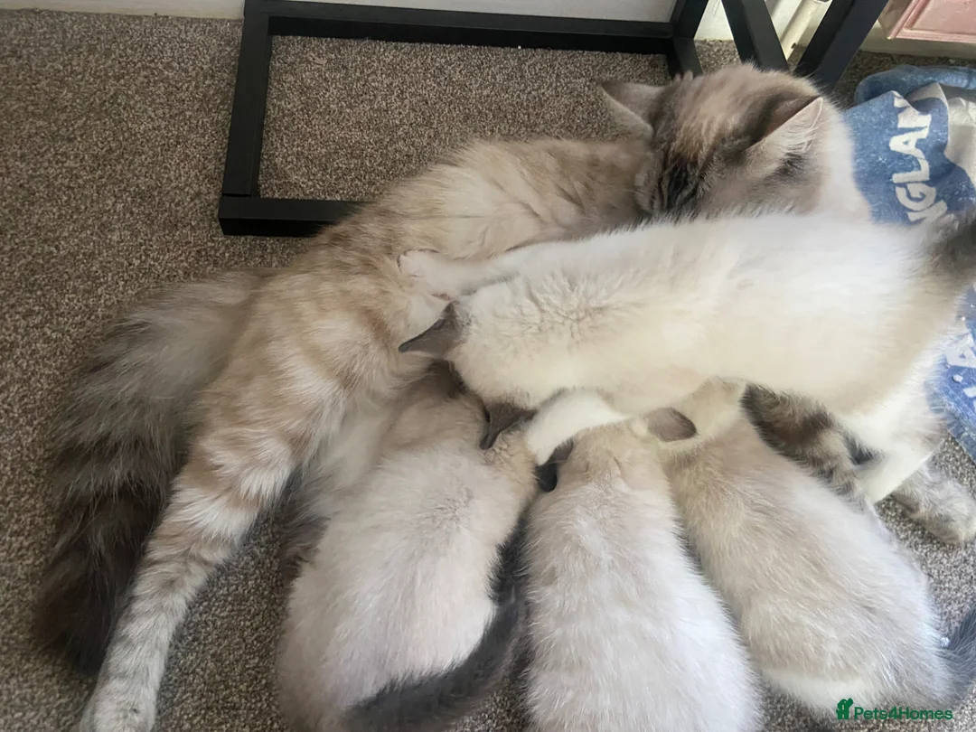 Ragdoll cats for sale: Beautiful ragdoll kittens - Advert 20