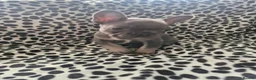 French Bulldog dogs for sale: French bulldog pups in Ballymena - Advert 19