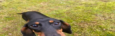 Miniature Dachshund 1