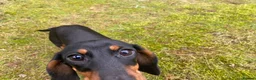 Miniature Dachshund dogs for sale: Kennel Club Reg Female 18 months - Advert 3