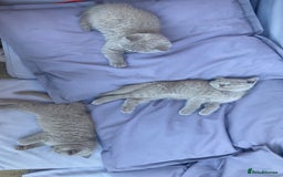 British Shorthair cats for sale: Chester - 🏆Champion bloodline GCCF reg. pedigree kittens - Image 11