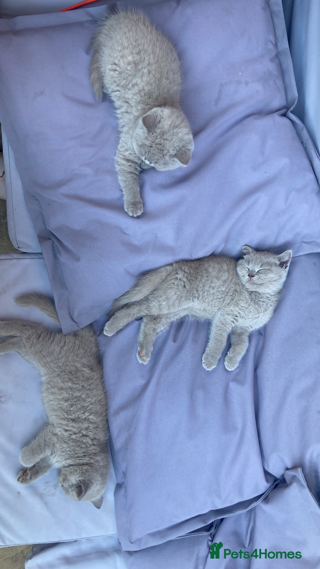 British Shorthair cats for sale: Chester - 🏆Champion bloodline GCCF reg. pedigree kittens - Image 11