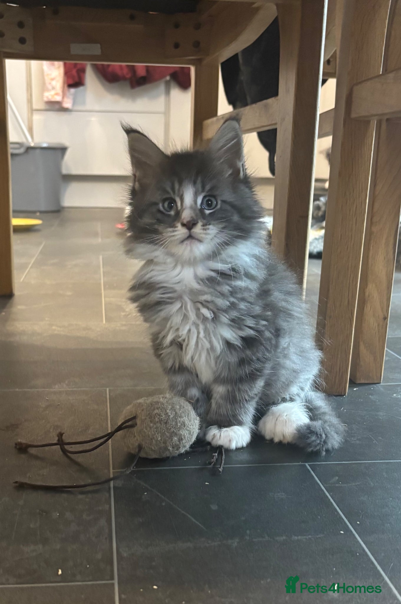 Maine Coon cats Maine coon kittens for sale. Some polydactyl.  - Advert 1