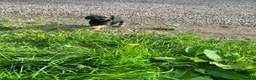 Border Terrier dogs for sale: Border terrier puppies - Advert 3