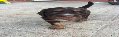 Cocker Spaniel 1