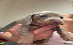 Miniature Dachshund dogs for sale: Beautiful litter of puppy’s  - Image 21