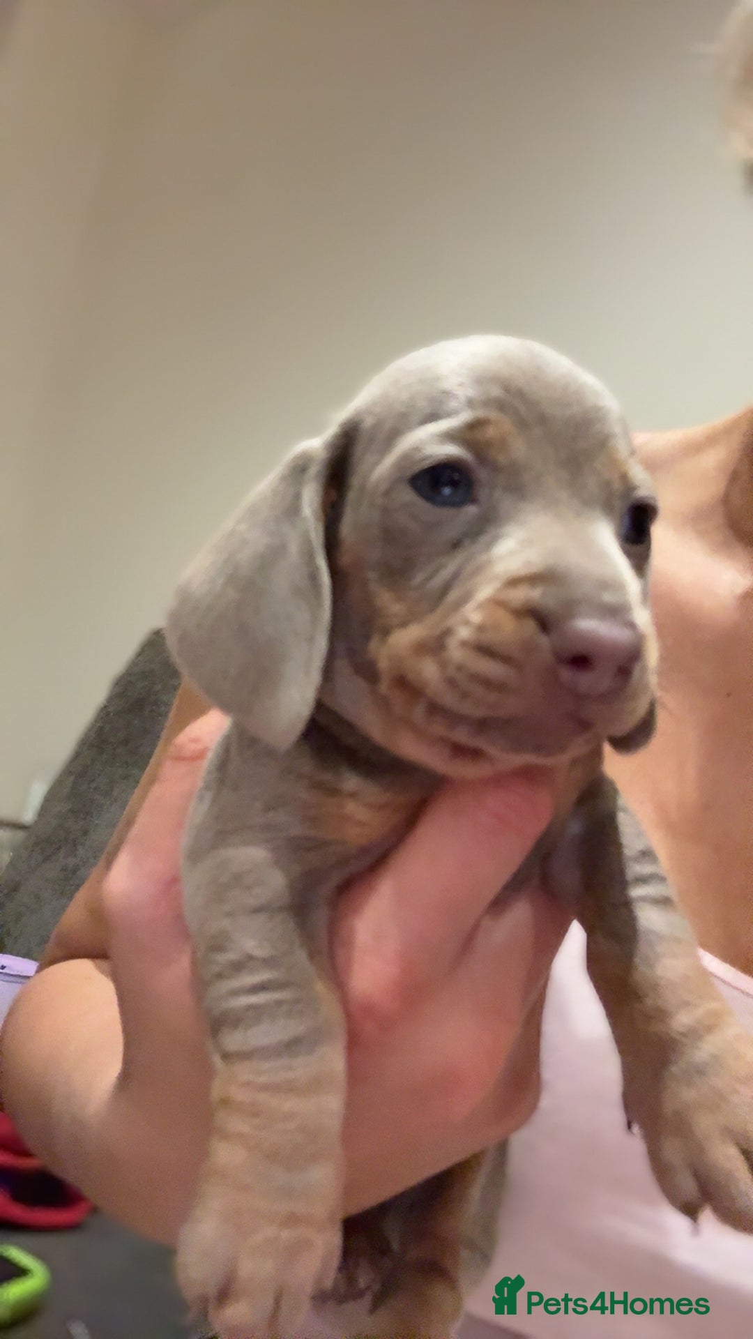 Miniature Dachshund dogs for sale: Beautiful litter of puppy’s  - Image 21