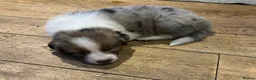 Mixed Breed dogs for sale: Working Border Collie x Australian Shepherd pups - Advert 5