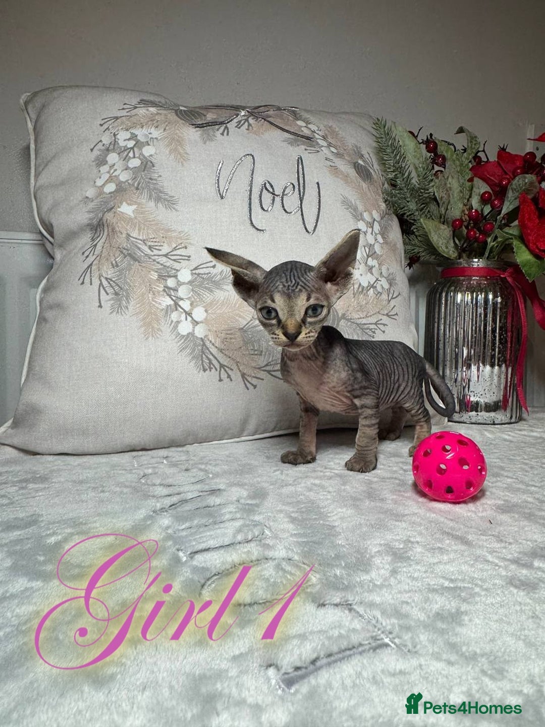 Sphynx cats for sale: Stunning Pedigree Sphynx Kittens - Advert 10