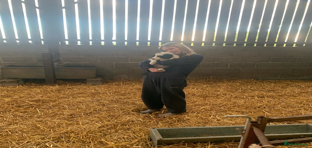 Gallery Image {{count}}