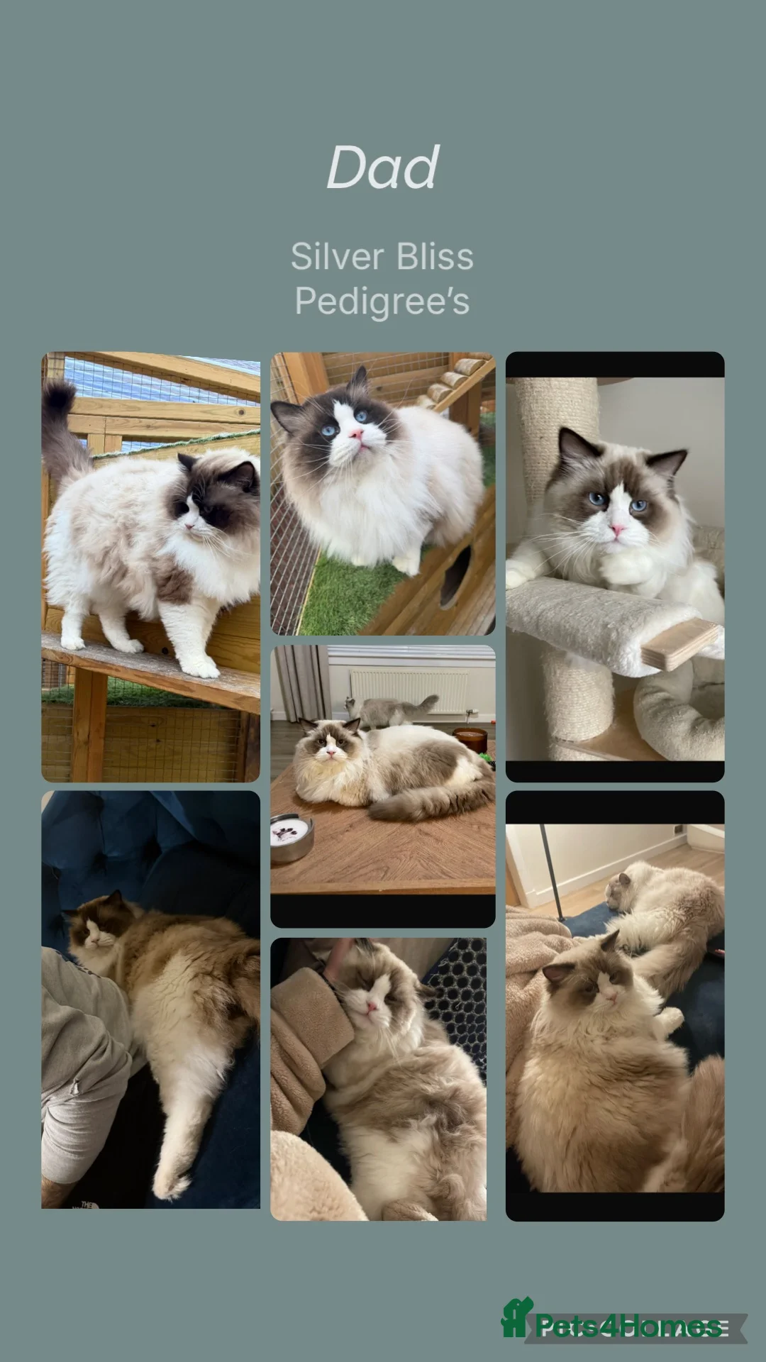 Ragdoll cats for sale: 🌸TICA/GCCF Active Ragdolls available🌸 - Advert 1