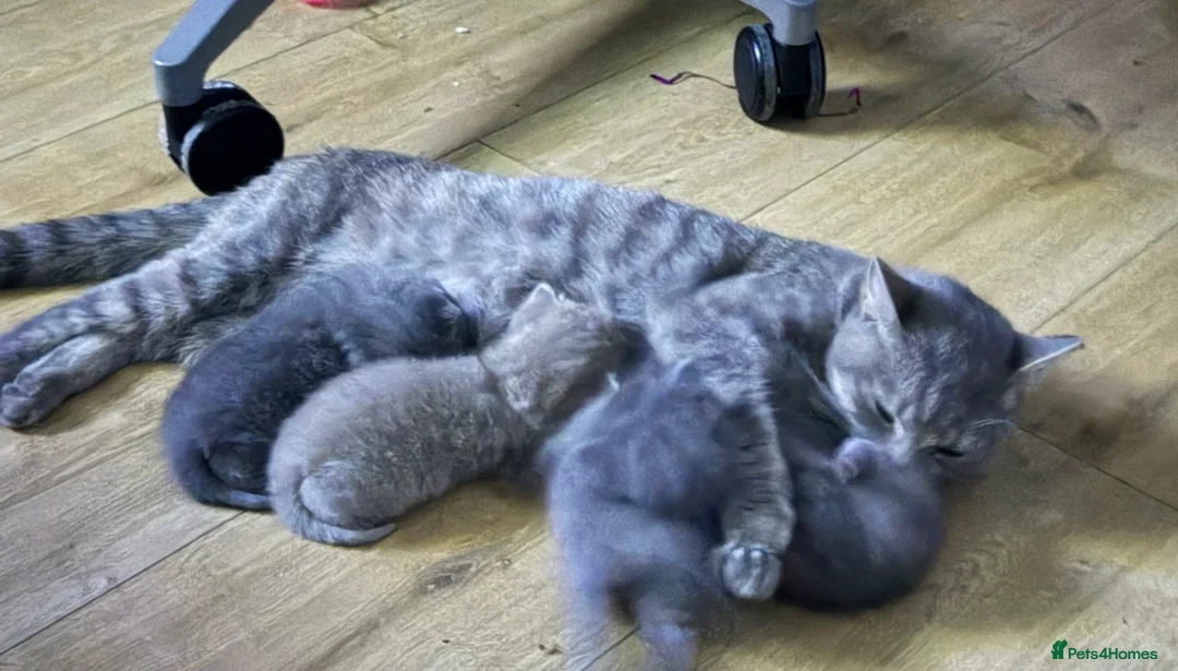 British Shorthair cats for sale: British shorthair kittens:  in Cambridge - Advert 10