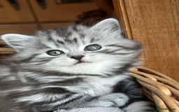 British Longhair cats for sale: British Longhair full pedigree - Advert 1