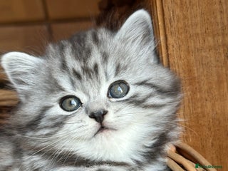 British Longhair cats British Longhair Silver Tabby & Silver Spotted - Advert 1
