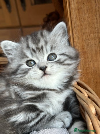 British Longhair cats British Longhair full pedigree - Advert 3