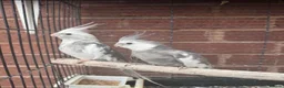 Cockatiels birds for sale: Swindon  in Swindon - Advert 2