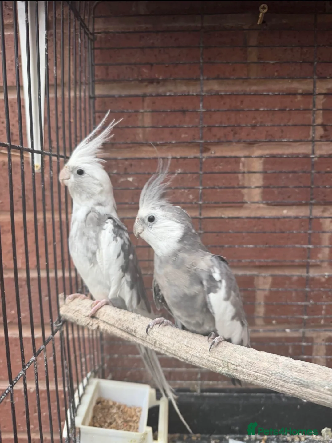 Cockatiels birds for sale: Swindon  in Swindon - Advert 2