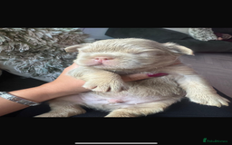 French Bulldog dogs for sale: New shade fluffy frenchies - Image 6