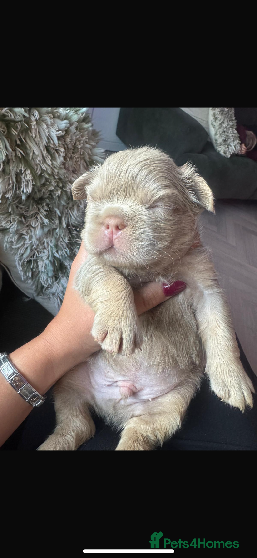 French Bulldog dogs for sale: New shade fluffy frenchies - Image 6