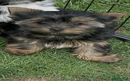 Yorkshire Terrier dogs for sale: Two Yorkshire Terrier Biewer Puppies - Image 9