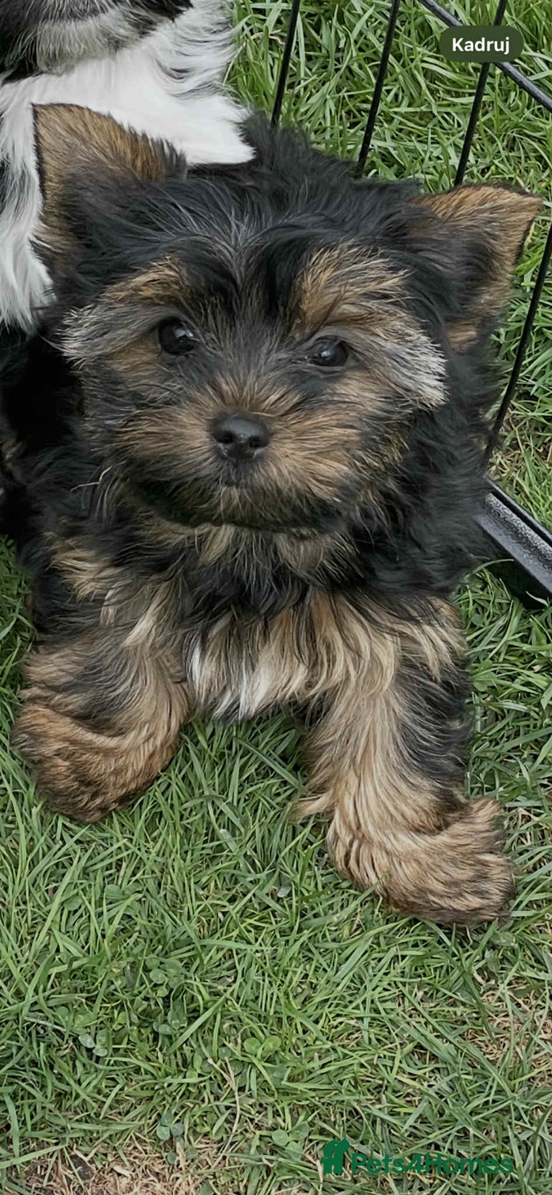 Yorkshire Terrier dogs for sale: Two Yorkshire Terrier Biewer Puppies - Image 9