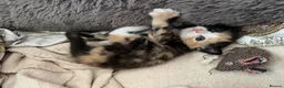 Siamese cats for sale: Siamese Mum Ragdoll±Bengal Dad Blue eyed kittens - Advert 12