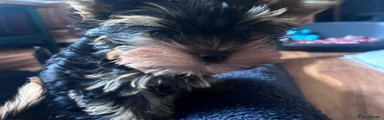 Yorkshire Terrier 2