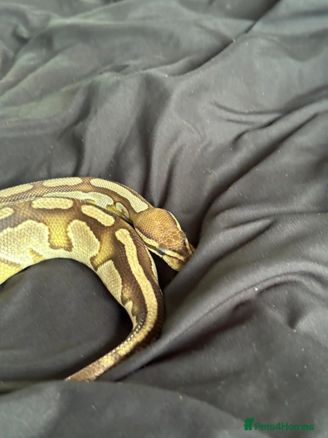 Python Snake reptiles for sale: Female lesser royal  - Advert 2