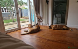 Belgian Shepherd Dog dogs for sale: Malinois Puppy for Sale - Pure, Healthy, KC Regist - Image 15