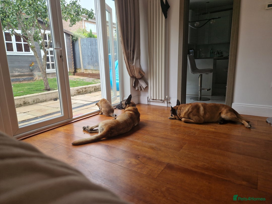 Belgian Shepherd Dog dogs for sale: Malinois Puppy for Sale - Pure, Healthy, KC Regist - Image 15