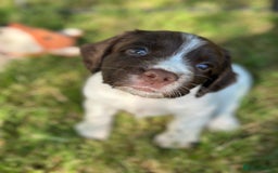 English Springer Spaniel dogs for sale: Springer spaniel puppies  - Image 5