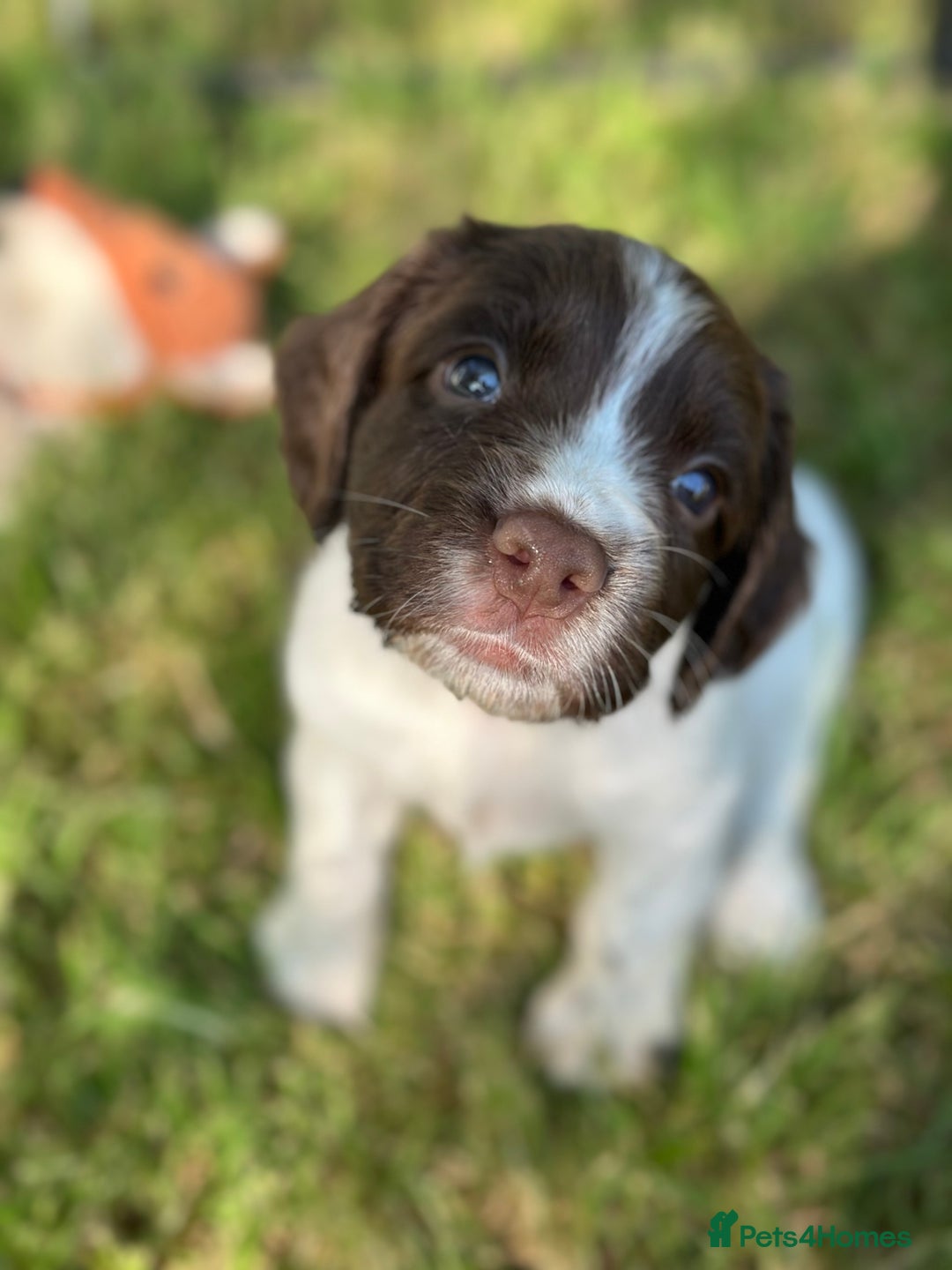 English Springer Spaniel dogs for sale: Springer spaniel puppies  - Image 5
