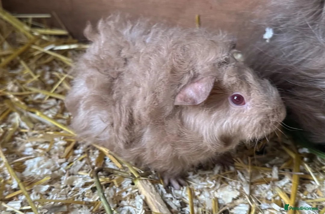 Guinea Pig rodents for sale: 🐹 Stunning Alpaca Guinea Pigs – 3 Male Brothers  - Advert 17