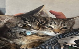 Mixed Breed cats for sale: 2 stunning playful kittens  - Image 1