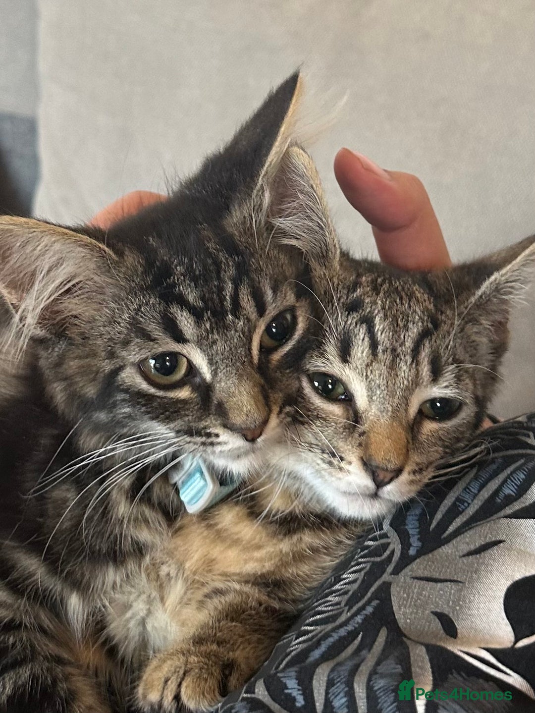 Mixed Breed cats for sale: 2 stunning playful kittens  - Image 1