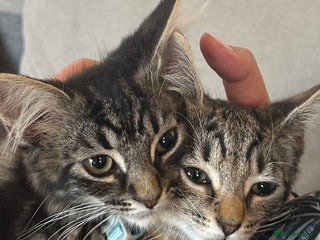 Mixed Breed cats - Advert 7