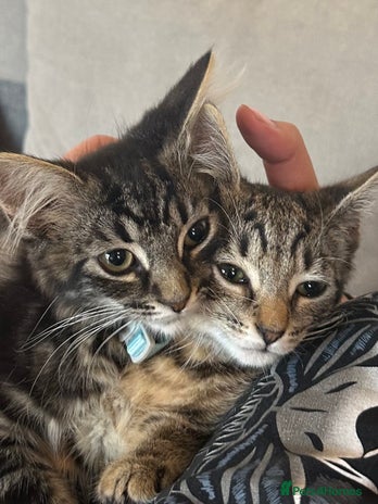 Mixed Breed cats - Advert 11