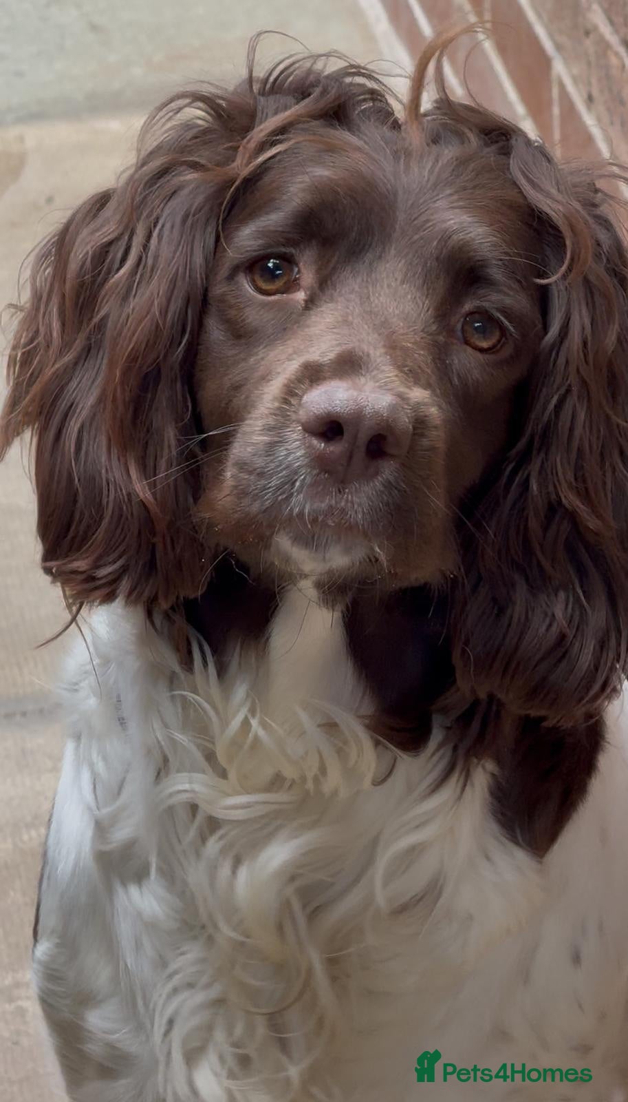 English Springer Spaniel dogs GORGEOUS ENGLISH SPRINGER SPANIEL PUPPIES - Advert 1