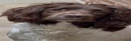 English Springer Spaniel dogs for sale: GORGEOUS ENGLISH SPRINGER SPANIEL PUPPIES - Advert 3