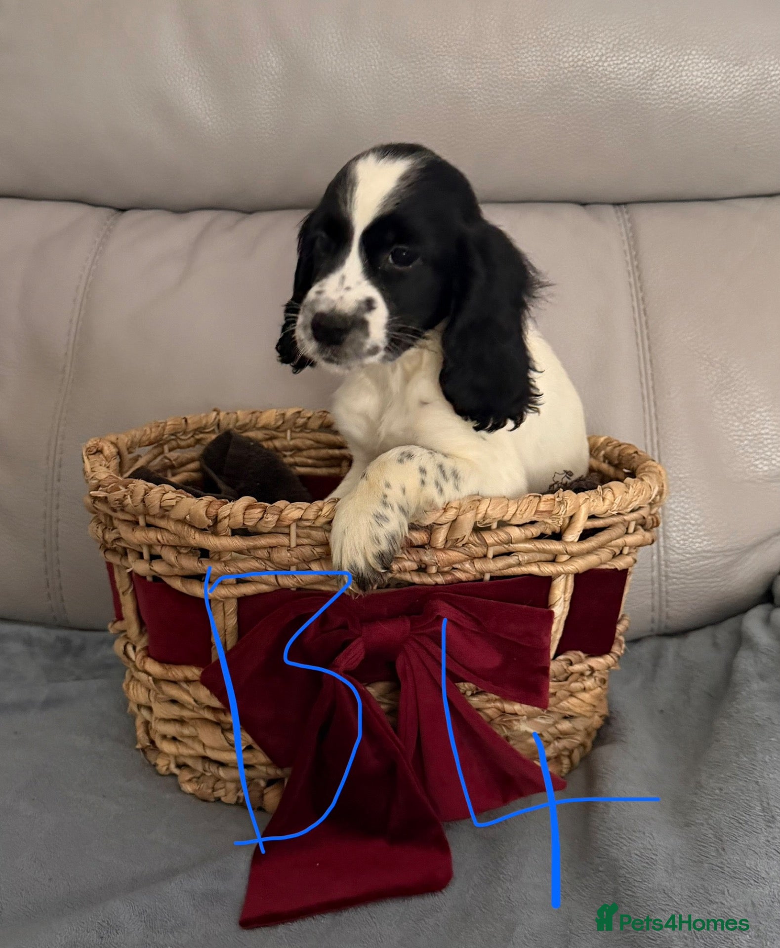 Sprocker dogs for sale: Sprocker puppy’s for sale  - Advert 2