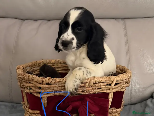 Sprocker dogs for sale: Sprocker puppy’s for sale - Advert 2