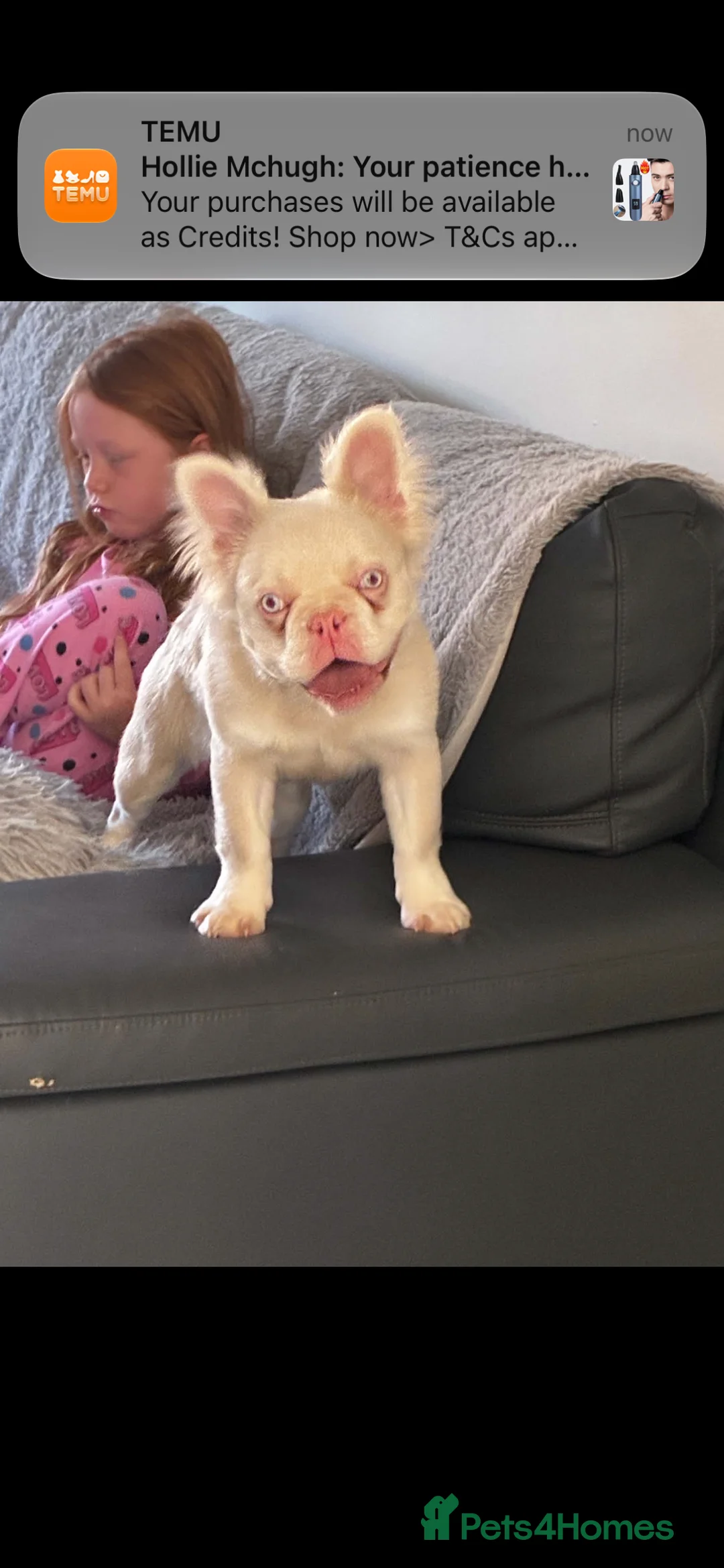 French Bulldog dogs for sale: Fluffy French bulldog  in Rotherham - Advert 2