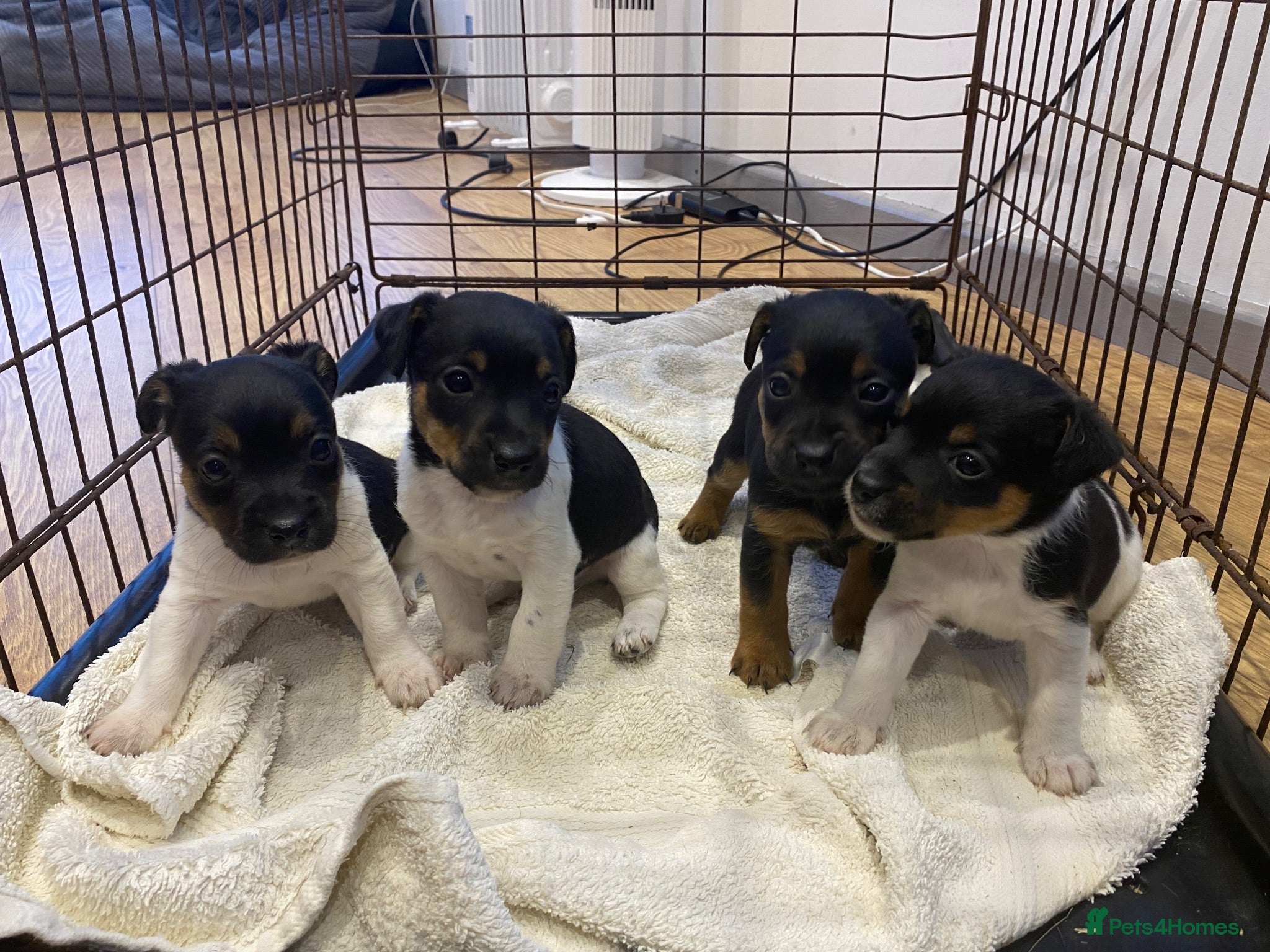 Jack Russell dogs Jack Russell Pups. - Advert 1