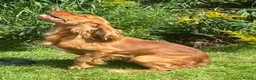 Cocker Spaniel dogs for stud: Health Tested Working Cocker  - Advert 14