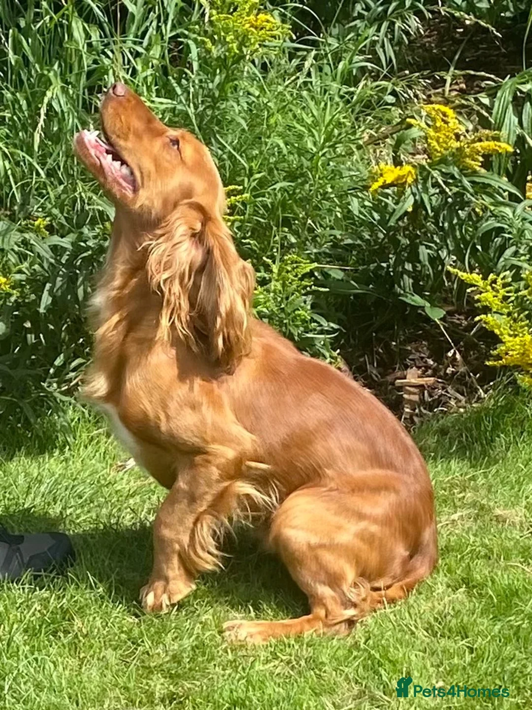 Cocker Spaniel dogs for stud: Health Tested Working Cocker  - Advert 14