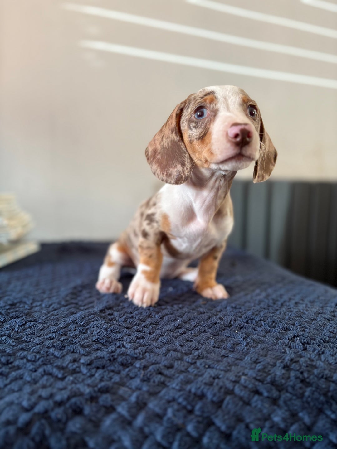 Dachshund dogs for sale: READY NOW KC Mini Dachshund - Image 8