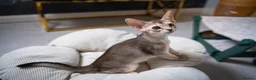 Abyssinian cats for sale: Pure Silver Abyssinian Champion Lines 🏆 Tica - Advert 27